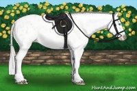 Horse Color:Cremello Splash Appaloosa 