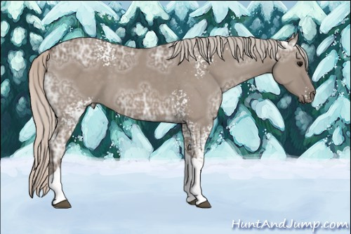 Horse Color: Unknown 