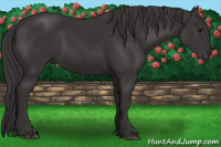Horse Color:Smoky Black 