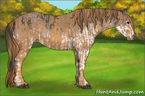 Horse Color: White Spotted Blue Roan Rabicano  Brindle