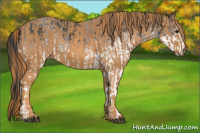 Horse Color:White Spotted Blue Roan Rabicano  Brindle