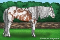 Horse Color:Bay Sabino Rabicano 