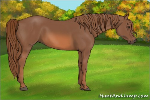 Horse Color: Liver Chestnut 