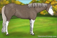 Horse Color:Silver Black Splash 