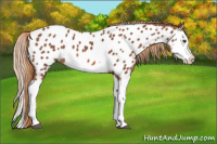 Horse Color:Liver Chestnut Splash Appaloosa 
