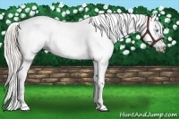 Horse Color:Gray Silver Amber Cream Champagne Roan Dun Splash Tobiano Frame Appaloosa Rabicano 