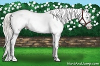 Horse Color:Gray Silver Amber Cream Champagne Roan Dun Splash Tobiano Frame Appaloosa Rabicano 