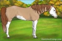 Horse Color:Red Dun Splash 
