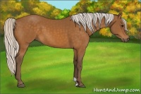 Horse Color:Silver Buckskin 