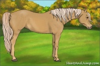 Horse Color:Palomino 