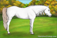 Horse Color:Gray White Spotted Chestnut 