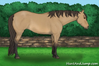 Horse Color:Buckskin Dun 