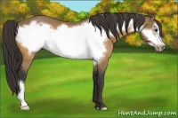 Horse Color:Buckskin Frame 