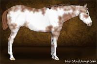Horse Color:White Spotted Liver Chestnut Frame 