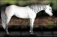 Horse Color:Gray Bay Roan 