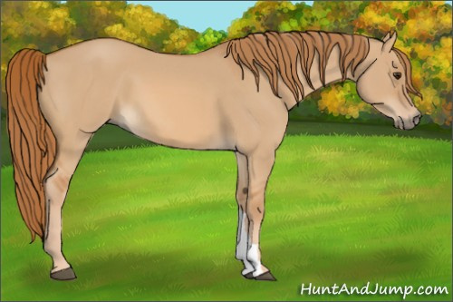 Horse Color: Red Dun 