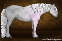Horse Color:Gray Chestnut Sabino 