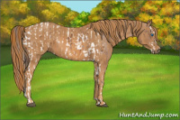 Horse Color:Bay Splash Tobiano Appaloosa  Brindle