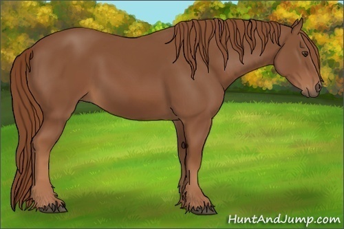 Horse Color: Chestnut 