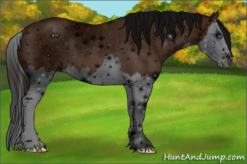 Horse Color: ERROR: UNKNOWN ANOMALY