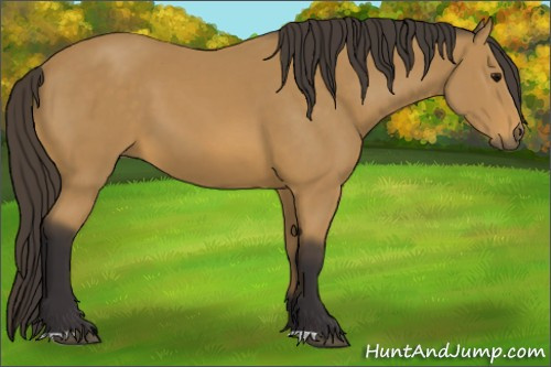 Horse Color: Buckskin 