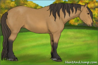 Horse Color:Buckskin 
