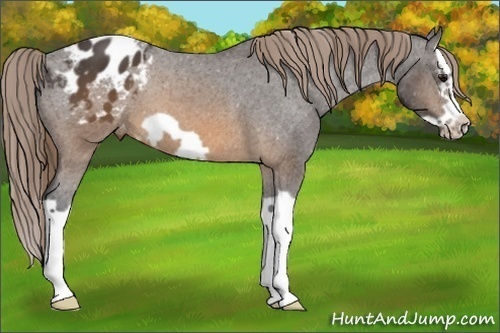 Horse Color: Buckskin Splash Frame Blanket 