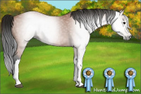 Horse Color:Gray Bay 