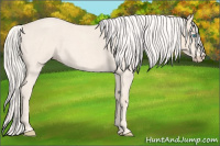 Horse Color:Cremello Roan