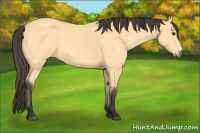 Horse Color:Buckskin 