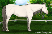 Horse Color:Amber Cream Champagne Dun 
