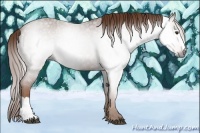 Horse Color:Gray Red Roan 