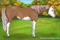 Horse Color:Chestnut Splash