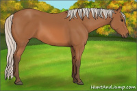 Horse Color:Silver Bay 