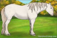 Horse Color:Smoky Creme Roan Dun 
