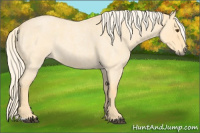 Horse Color:Palomino Roan Dun 