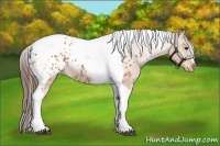 Horse Color:Bay Tobiano Appaloosa 