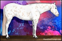 Horse Color:Gold Champagne Roan Dun Splash Tobiano Frame Near Leopard Rabicano 