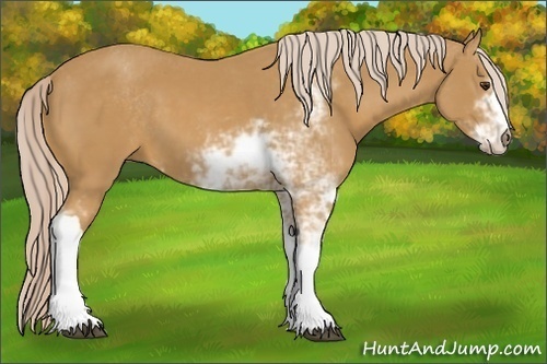 Horse Color: Palomino Sabino 