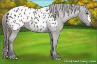 Horse Color:Grullo Appaloosa 