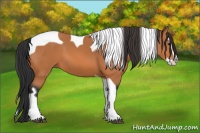 Horse Color:Bay Splash Tobiano 