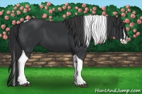 Horse Color:Black Splash Tobiano 
