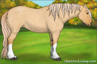 Horse Color:Chocolate Palomino Roan Dun 