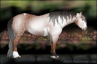 Horse Color:Gray Bay Splash Tobiano 