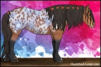 Horse Color:Bay Appaloosa 