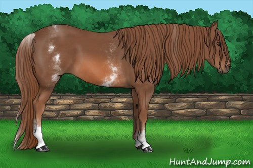 Horse Color: White Spotted Liver Chestnut 