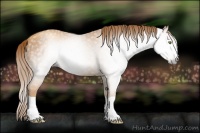 Horse Color:Gray Gold Champagne Splash 
