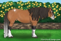 Horse Color:Bay Splash Varnish 