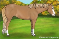 Horse Color:Chestnut Splash 