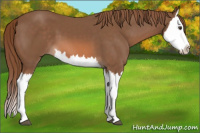 Horse Color:Chestnut Splash 